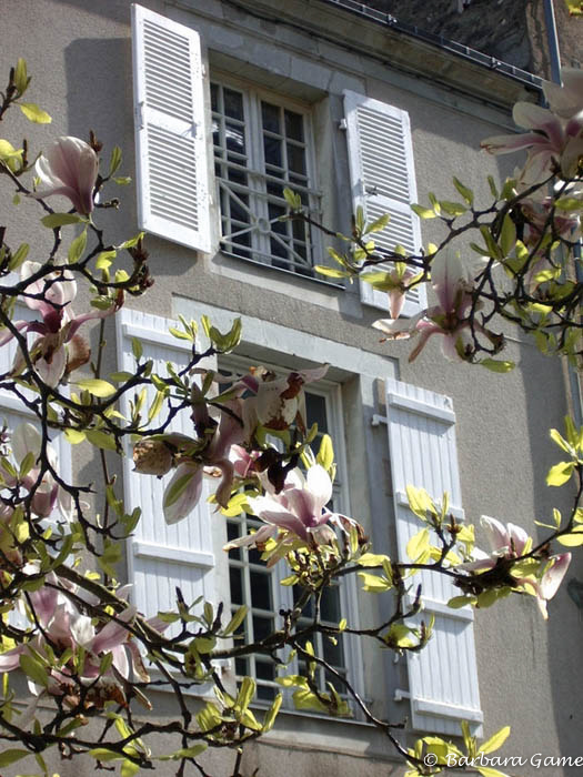 Magnolia blossom, Laval