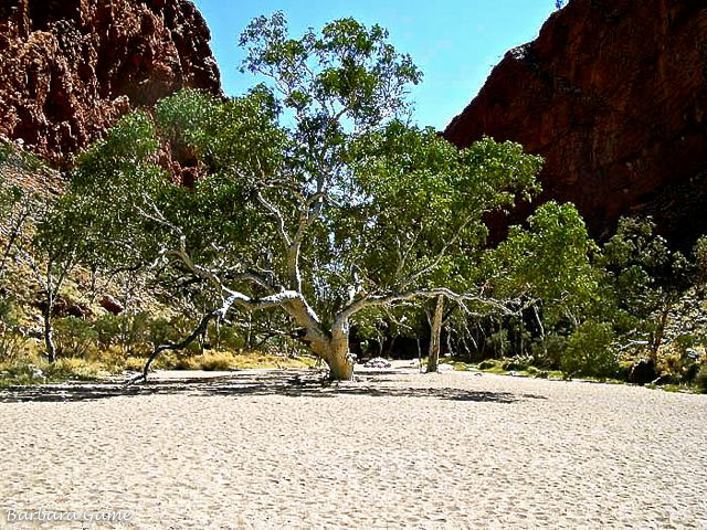 Ghost gum in the river bed, Simpsons Gap