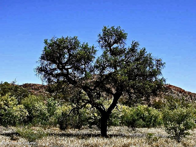 Corkwood tree, a type of hakia common to Central Austarlia