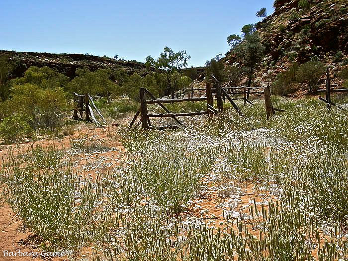 Kathleen springs walk, old cattle corral and flowers