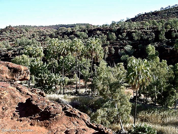 Palm Valley walk, looking down,