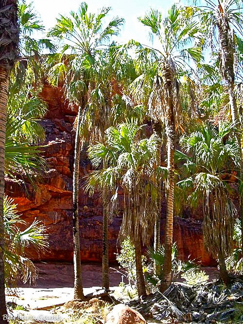 Palm valley walk, red cabbage palms