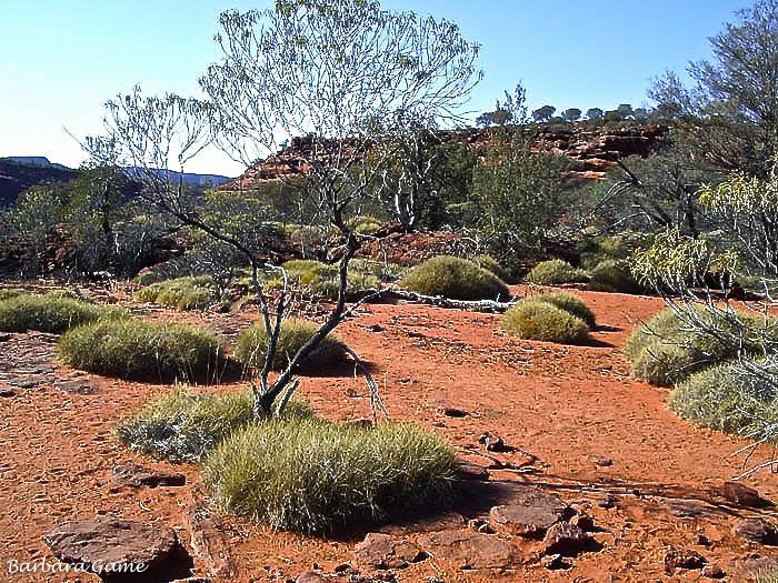 Palm Valley walk, spinifex on the plateau