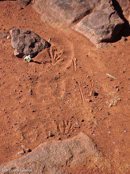 Palm Valley walk, tracks