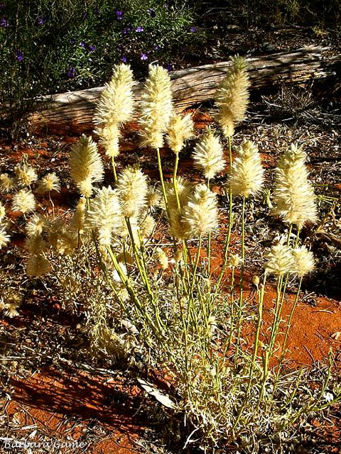 Flowers at Alice Springs Desert Park