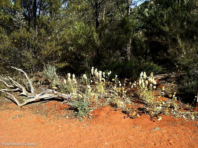 Desert vegetation at Alice Springs Desert Park