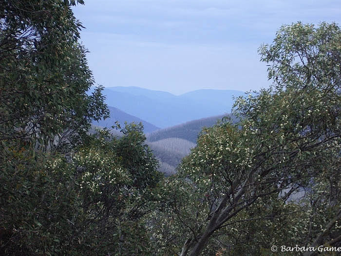 Distant mountain view through Snowgums.