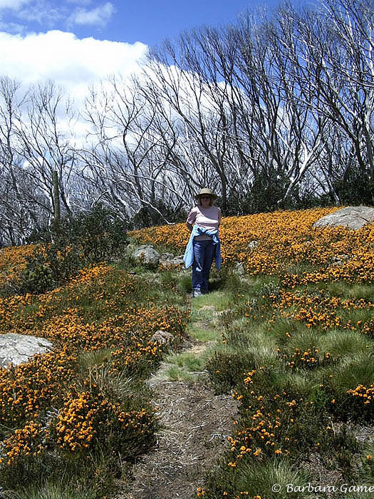 Masses of yellow along the way