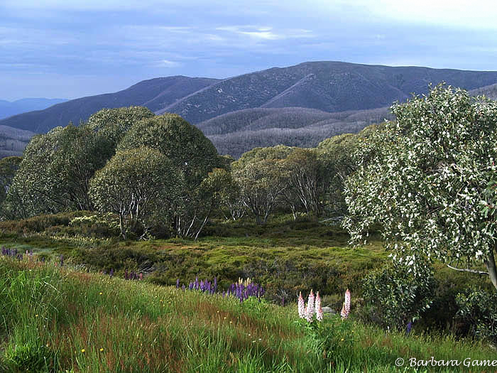 Snowgums and Lupines around Falls Creek