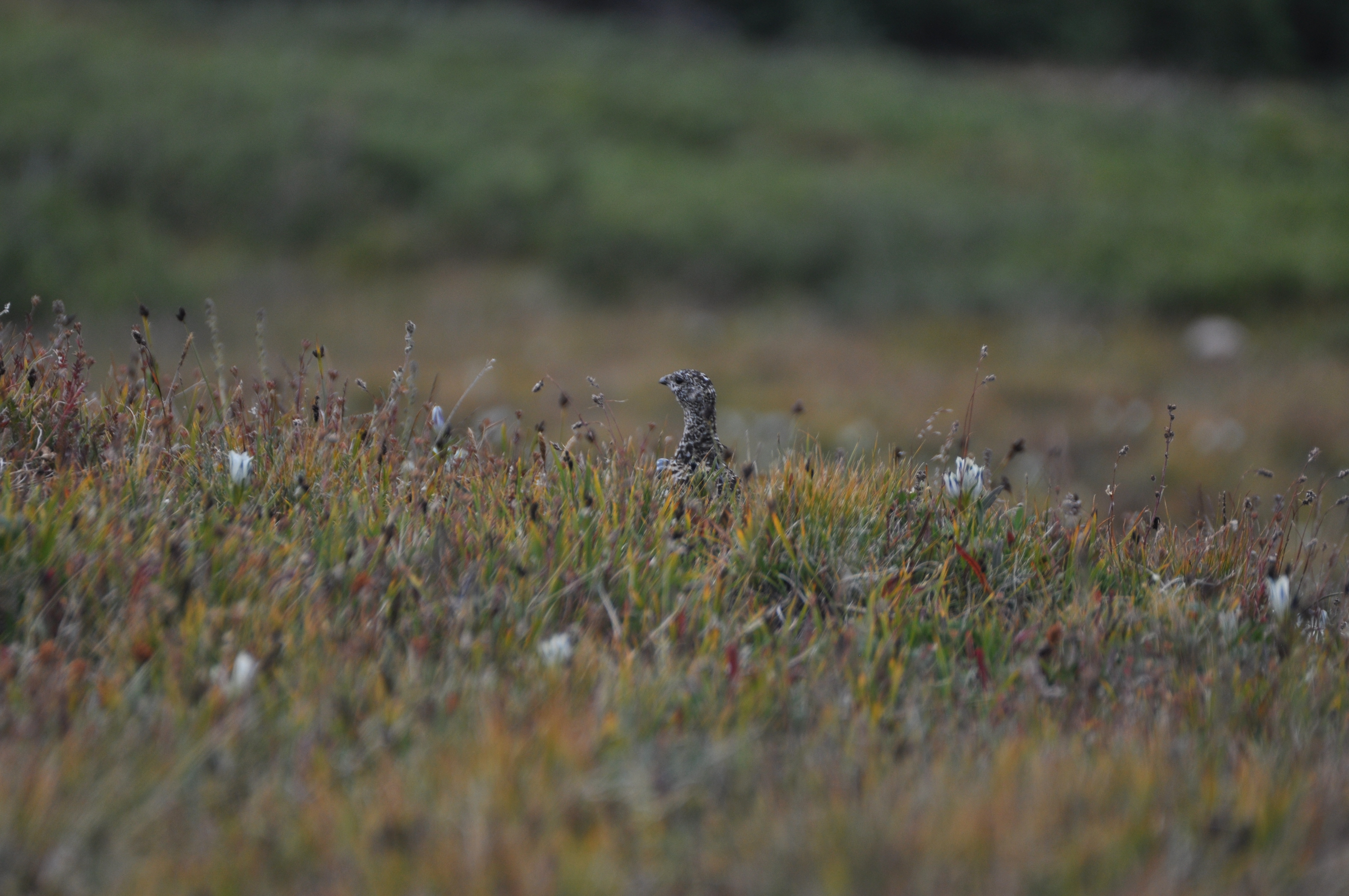 White-tailed Ptarmigan - hen