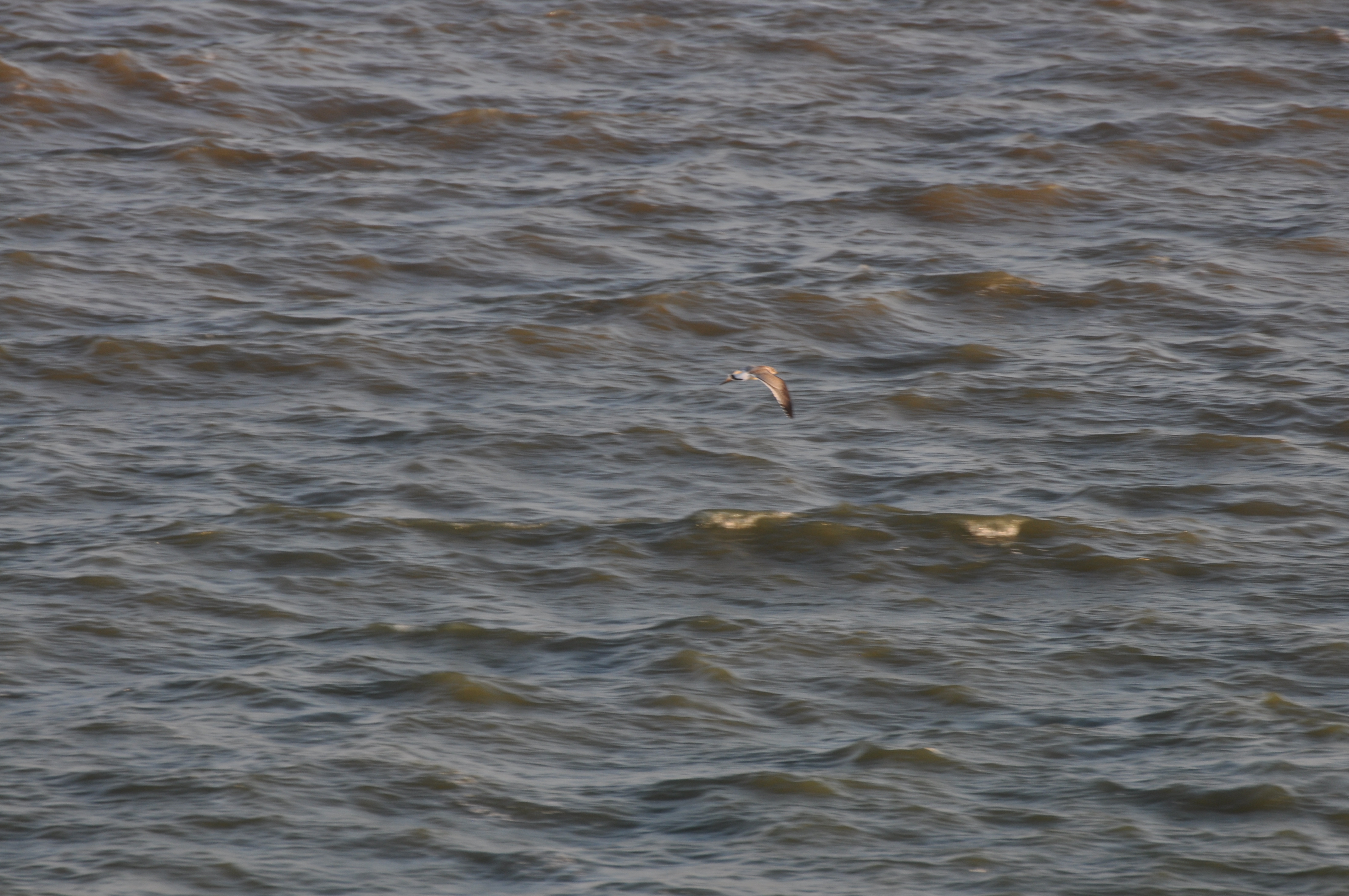 Franklins Gull (First-winter)