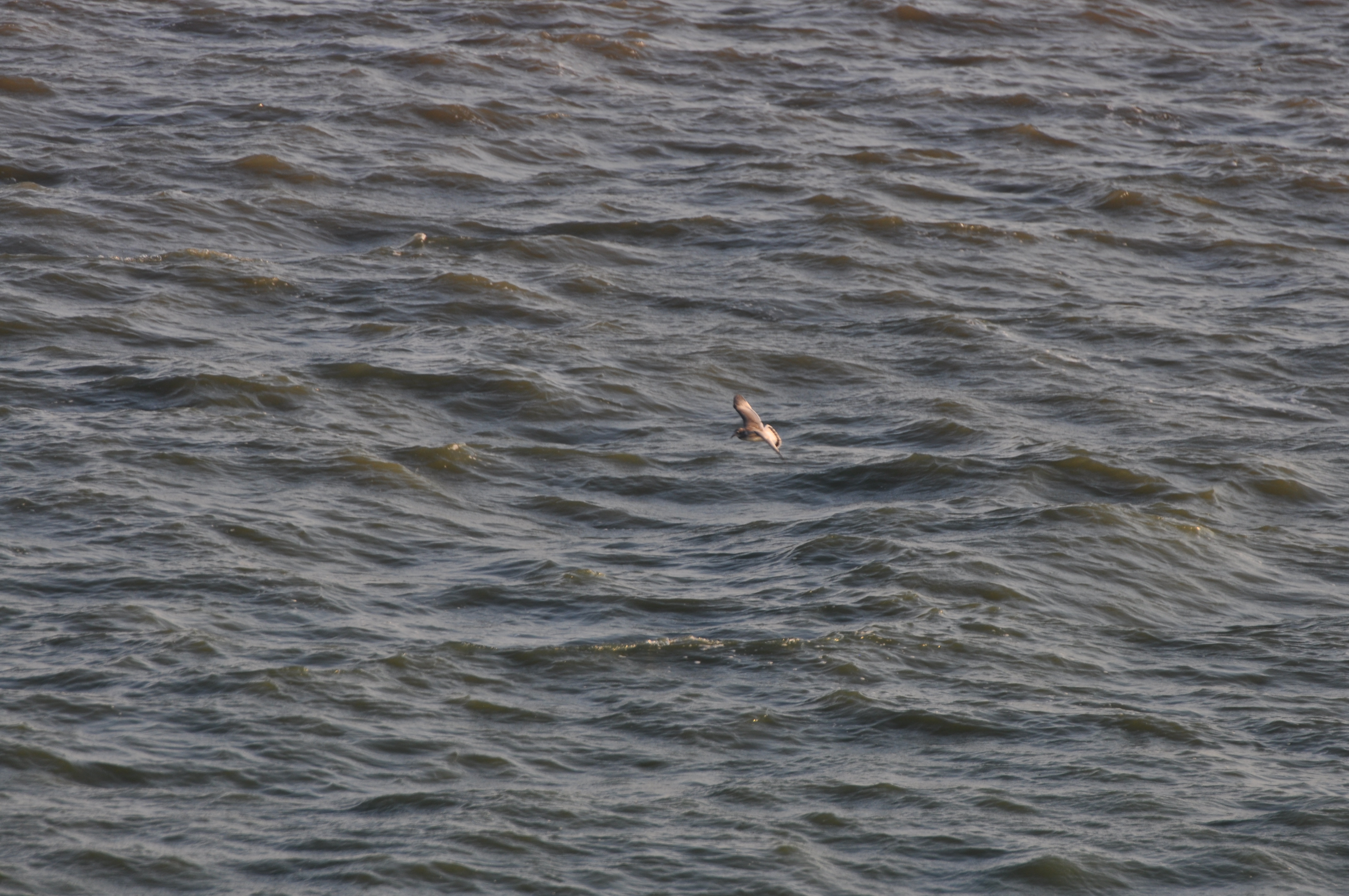 Franklins Gull (First-winter)