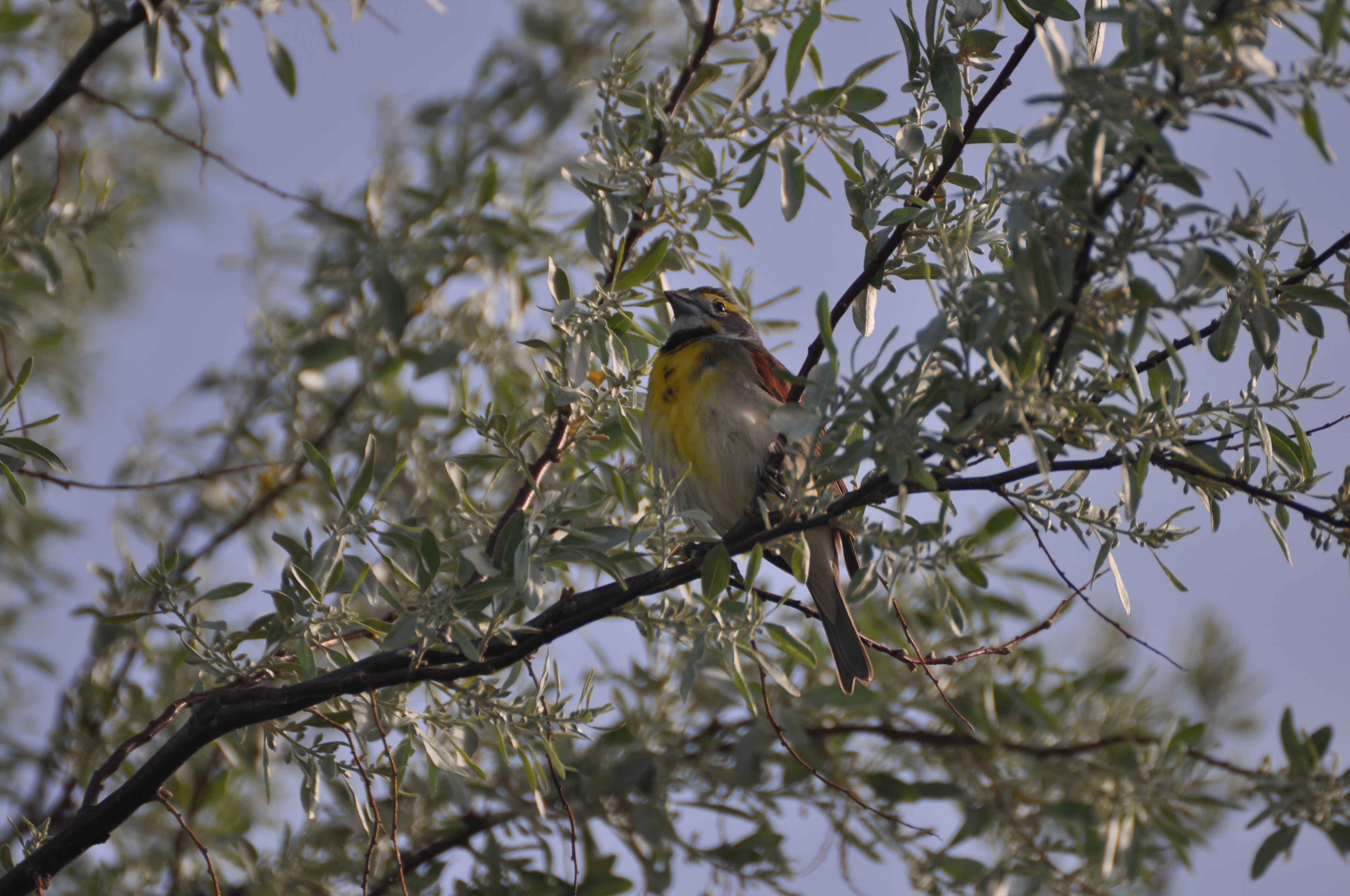 Dickcissel