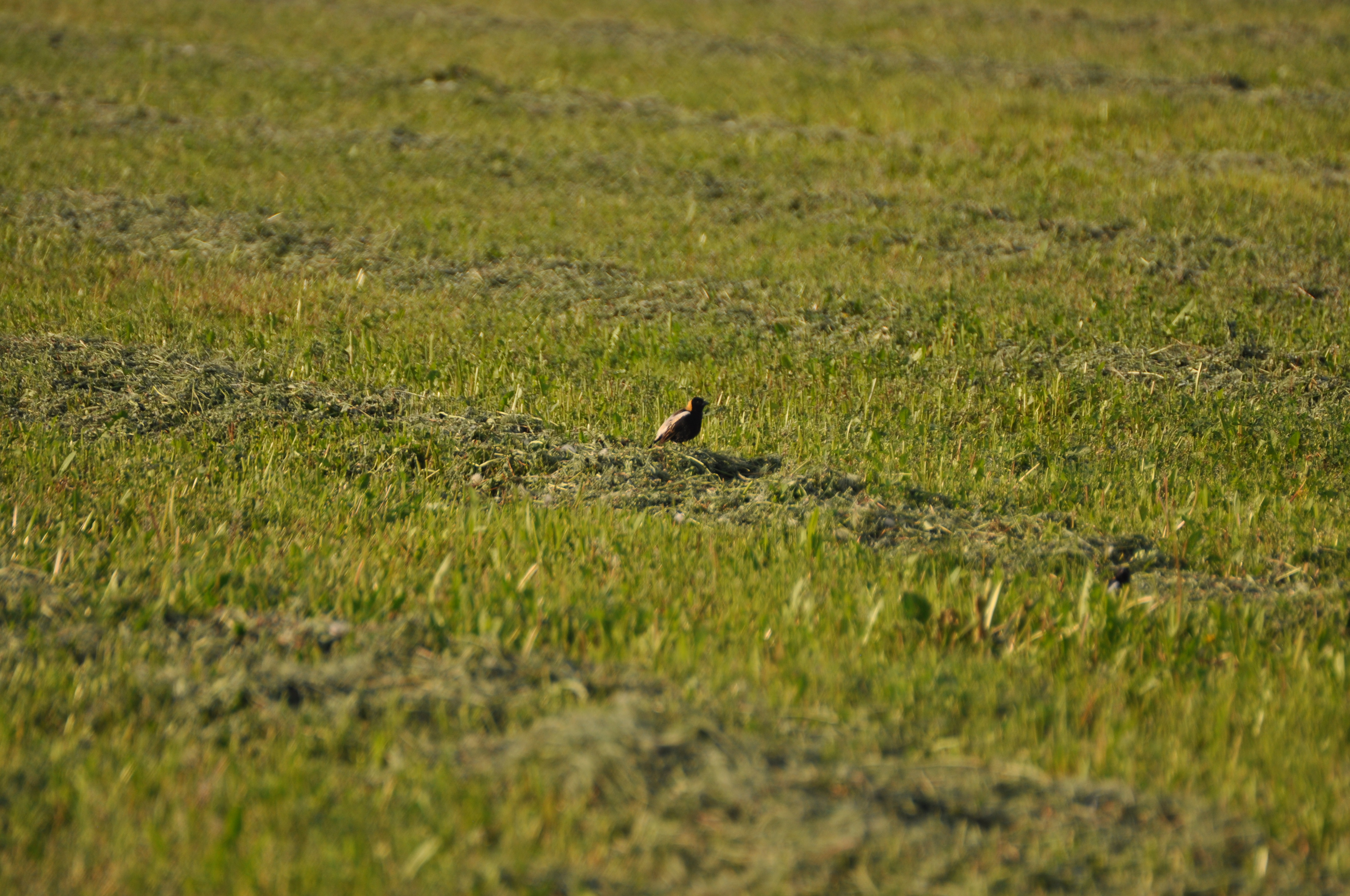 Bobolink