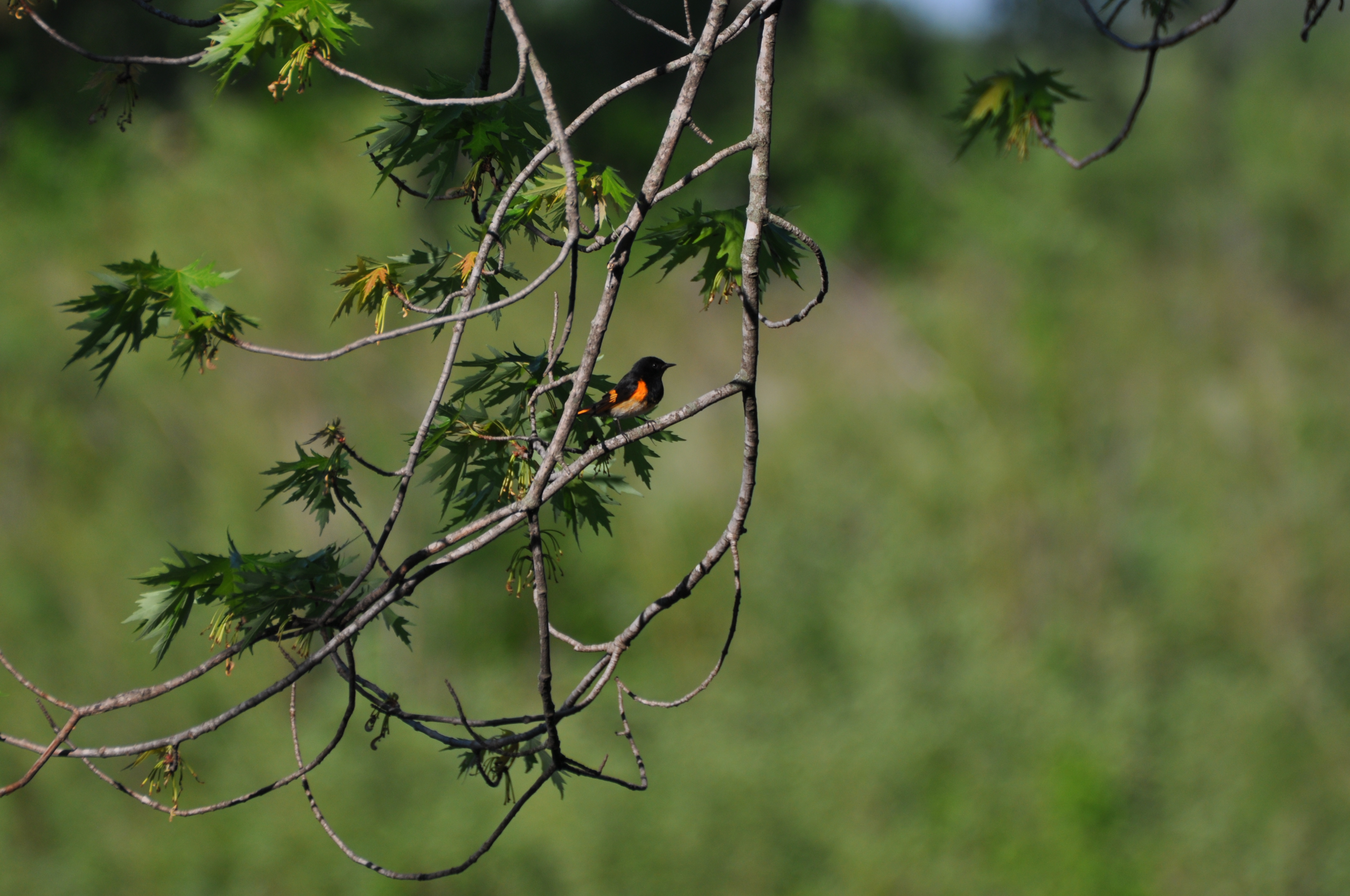 American Redstart
