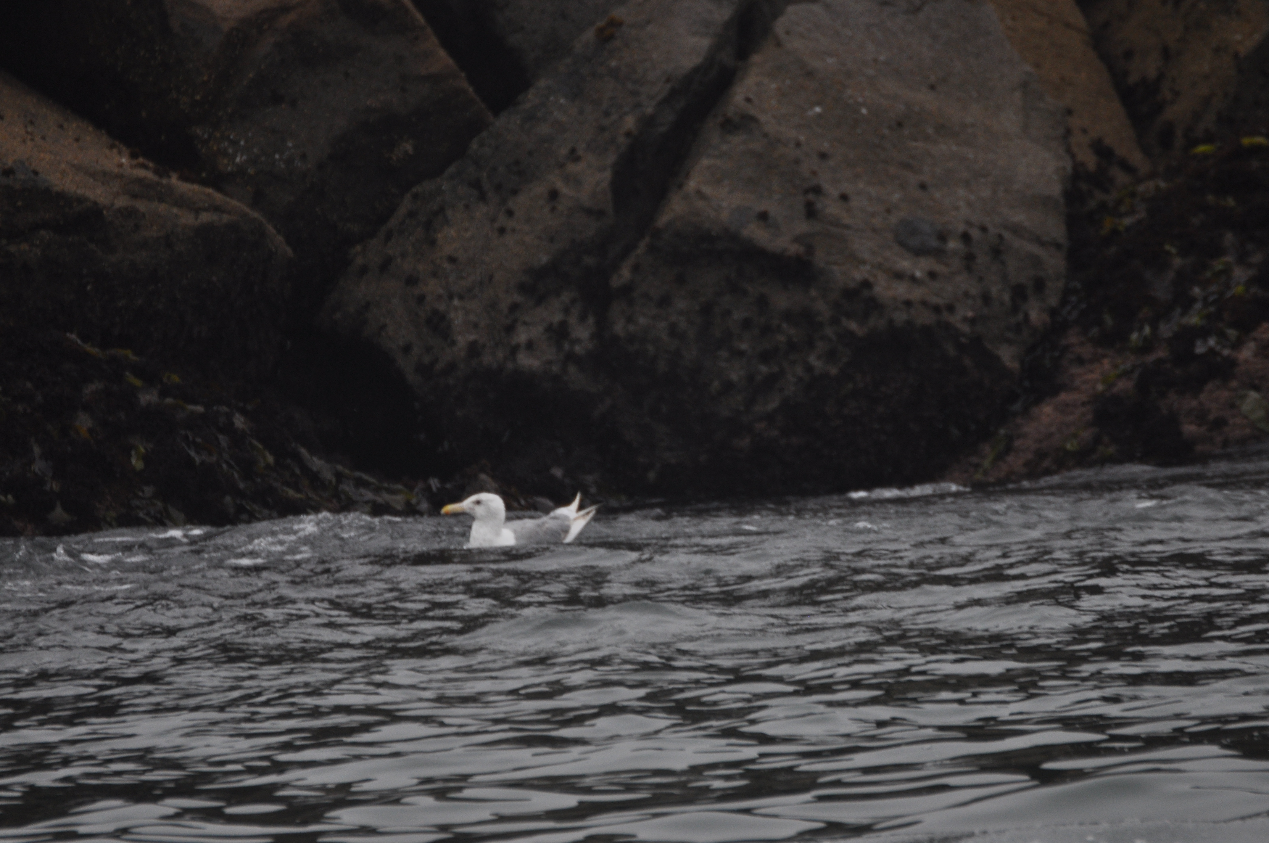 Glaucous-winged Gull