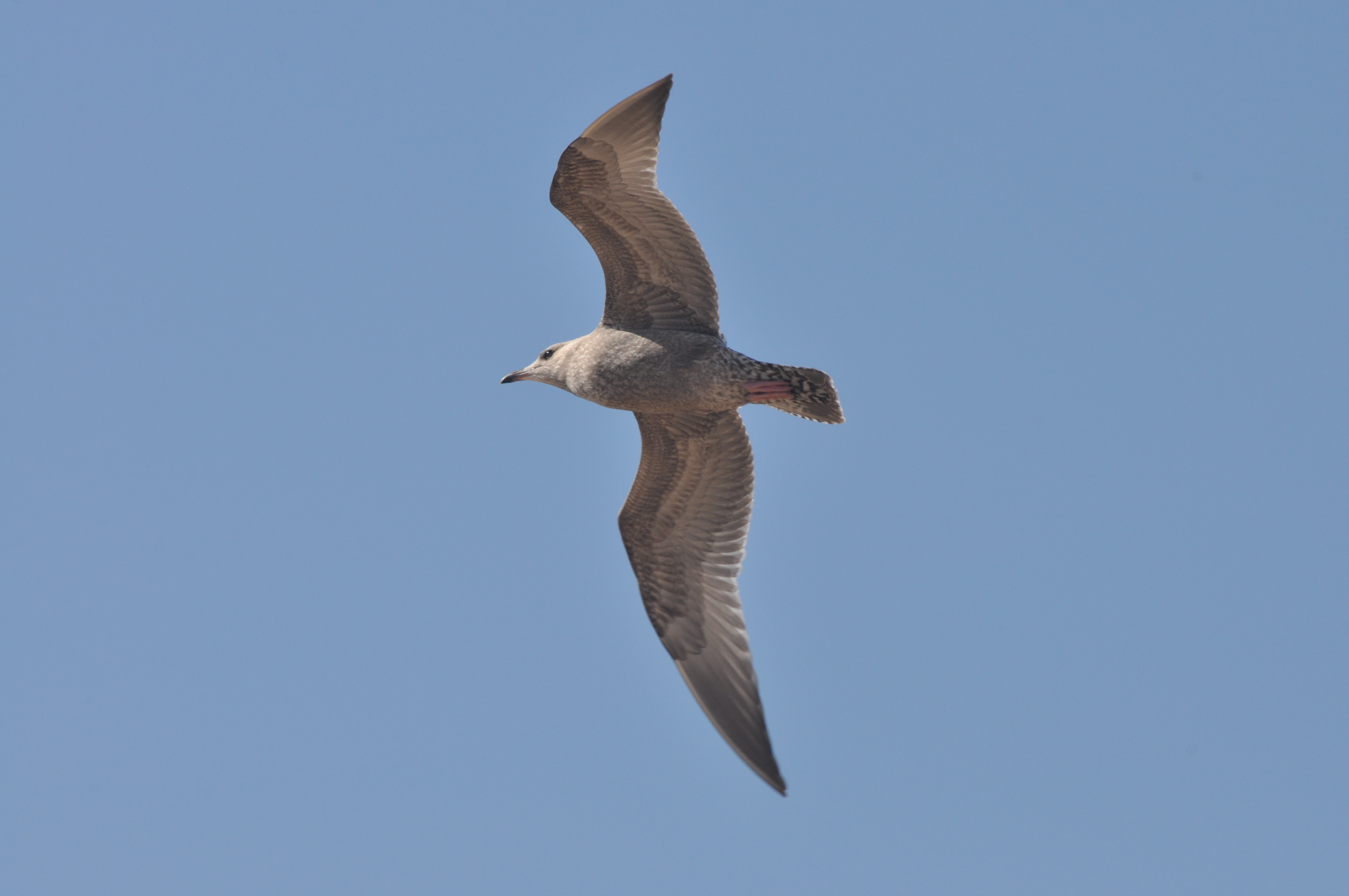 Thayers Gull