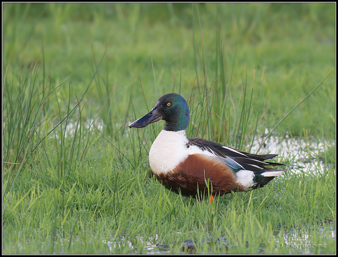 Shoveler / Slobeend