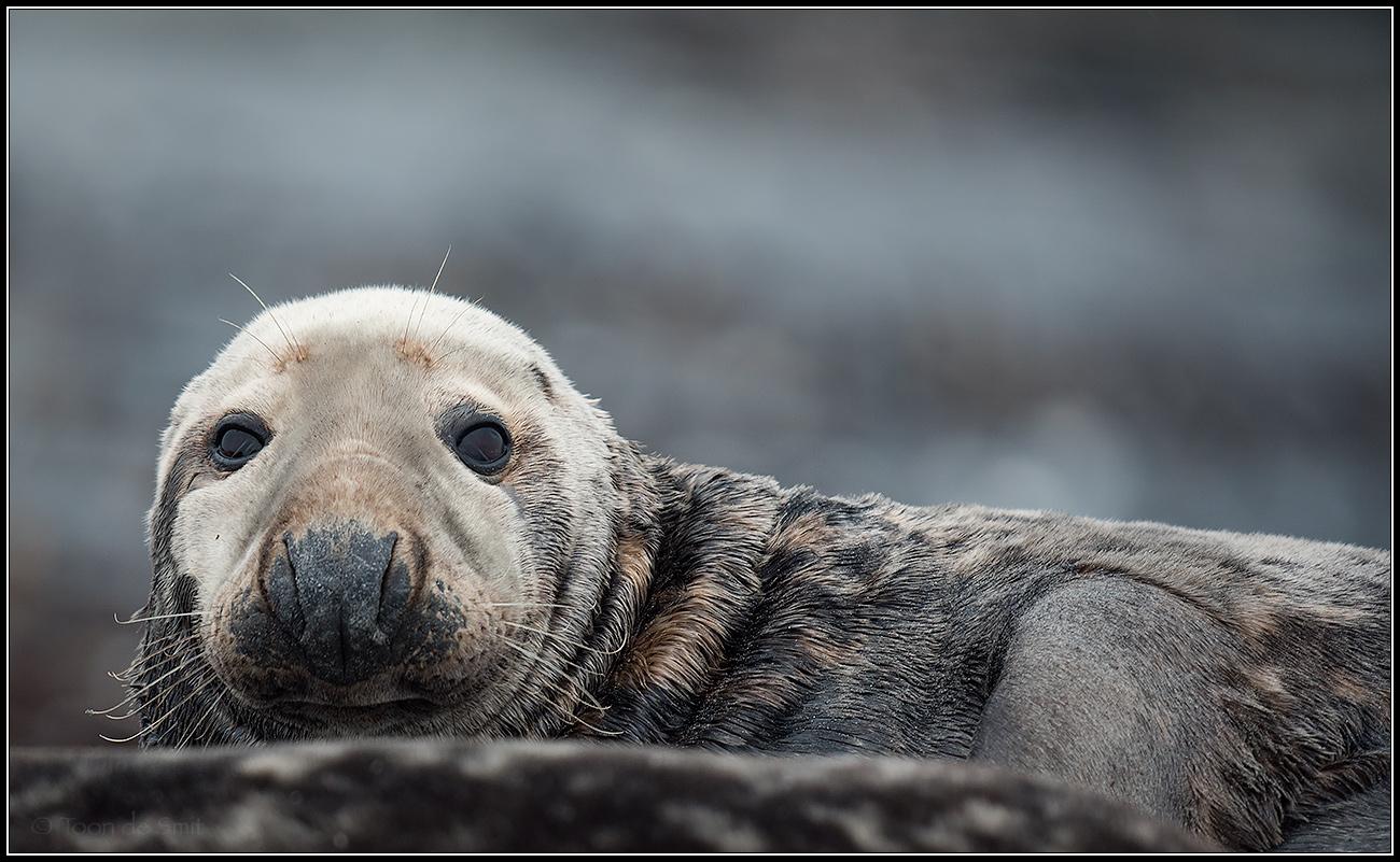 Grey Seal / Grijze Zeehond