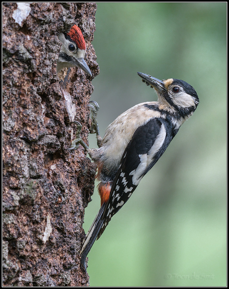 Great Spotted Woodpecker / Grote Bonte Specht