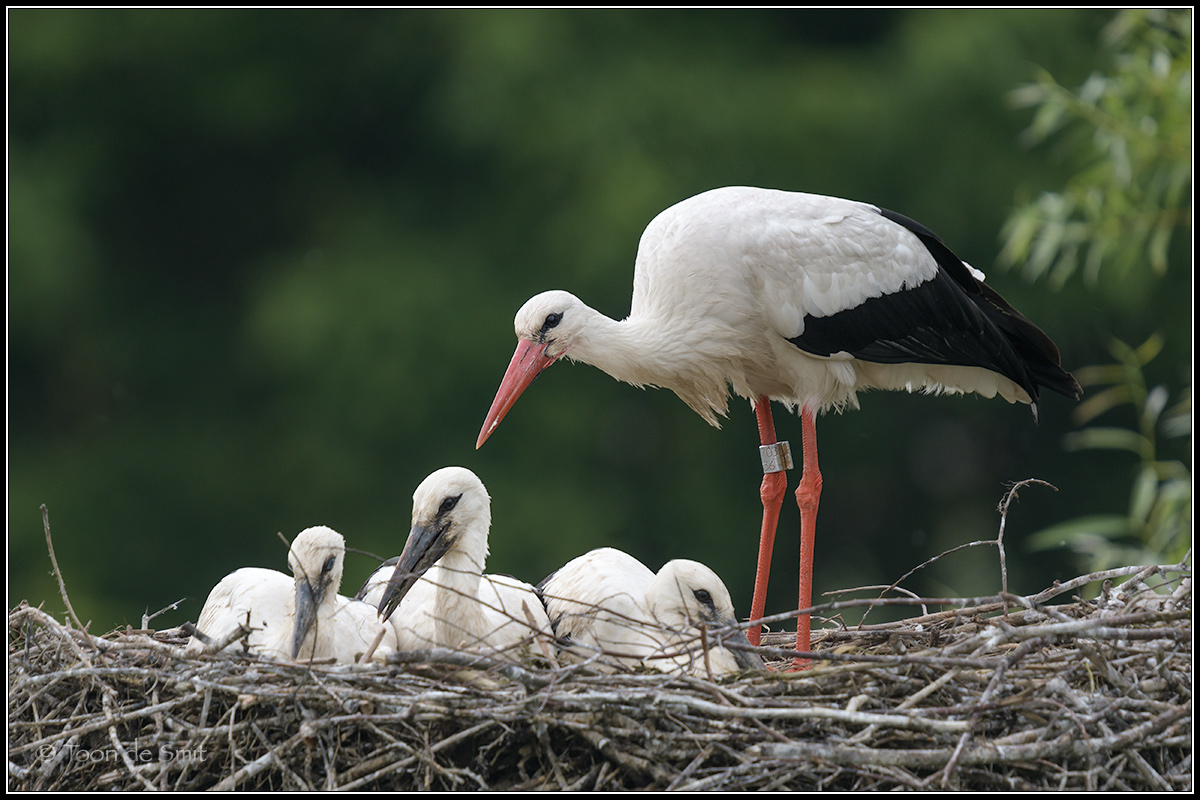 Stork / Ooievaar