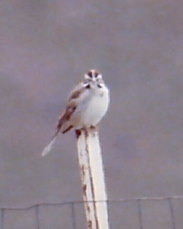 Lark Sparrow