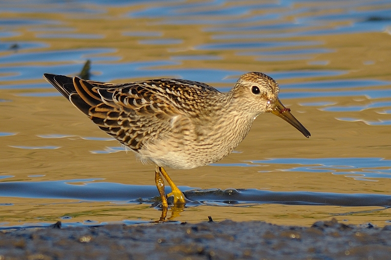 Pectoral Sandpiper sloppy eater