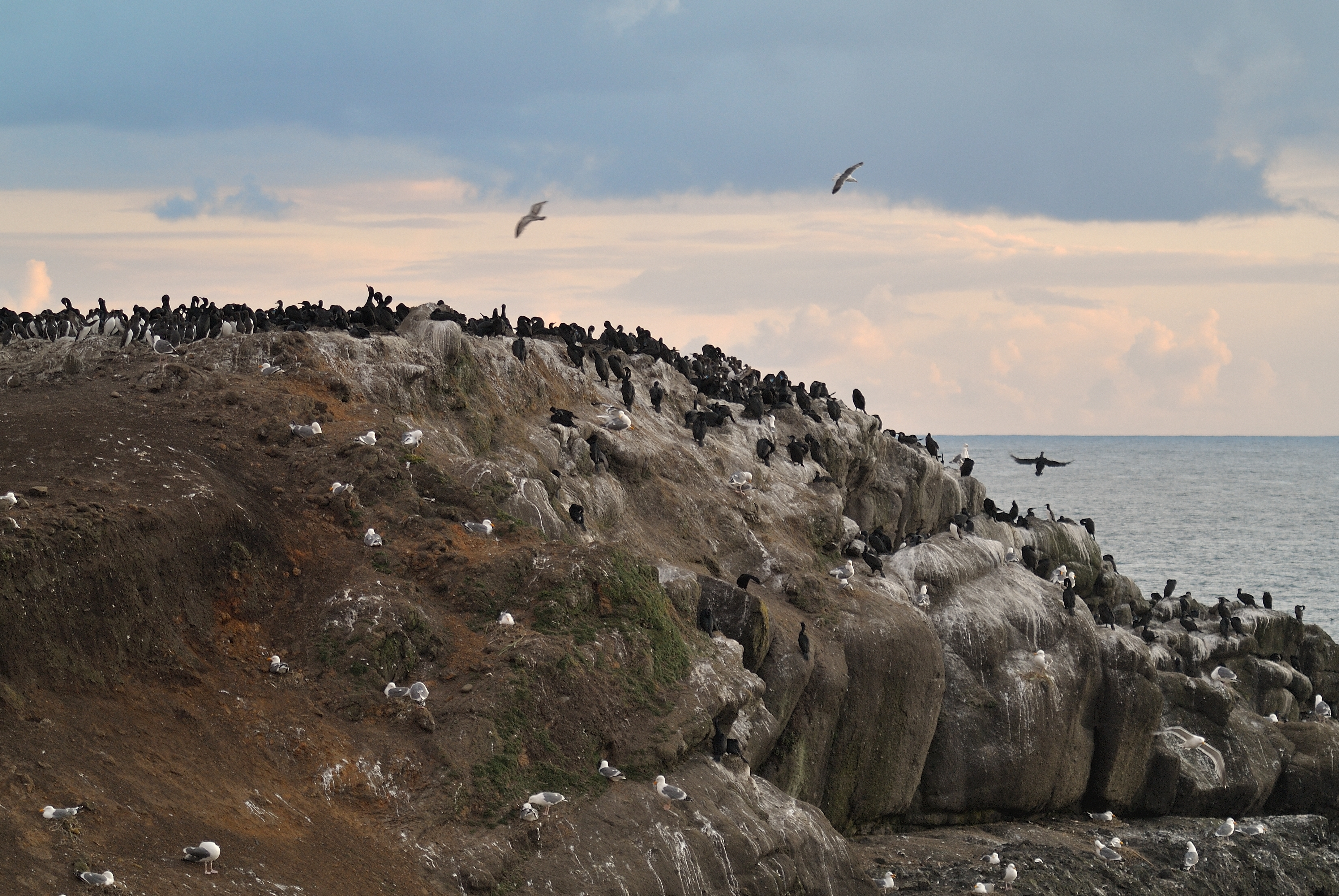 Common Murre