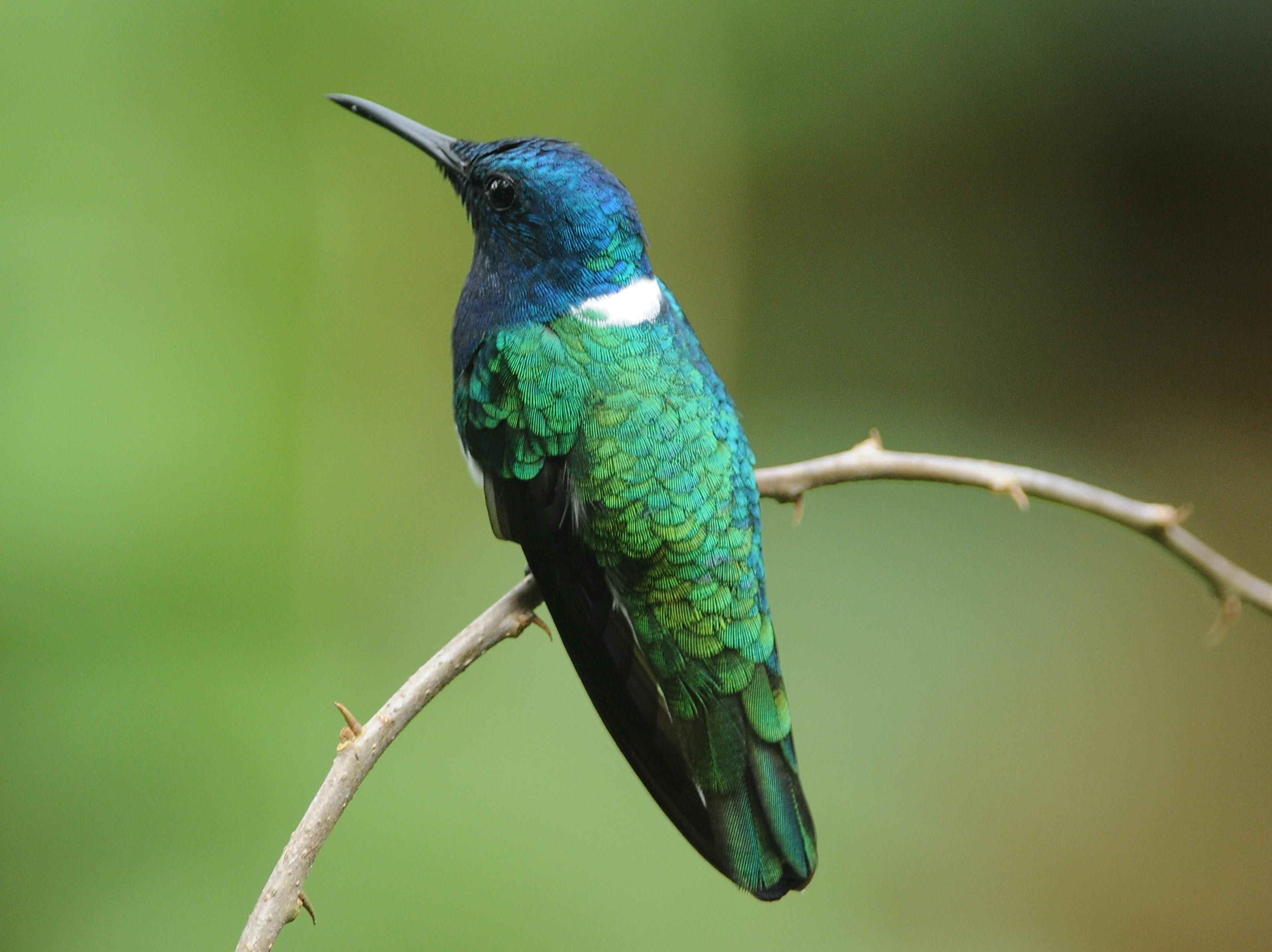 white-necked jacobin
