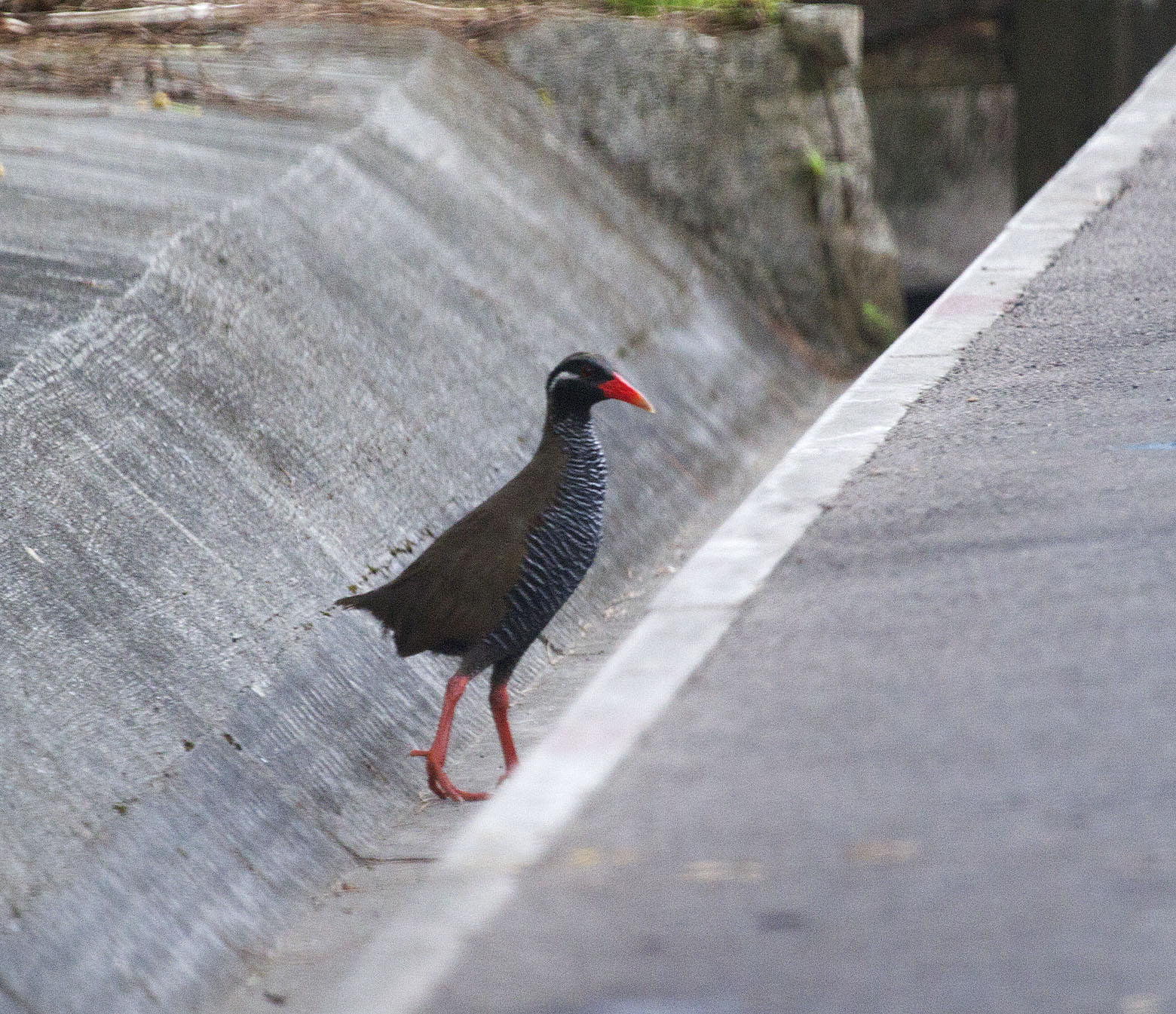  Okinawa Rail