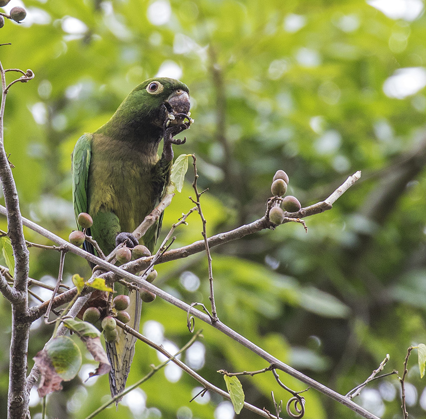 Olive-throated Parakeet