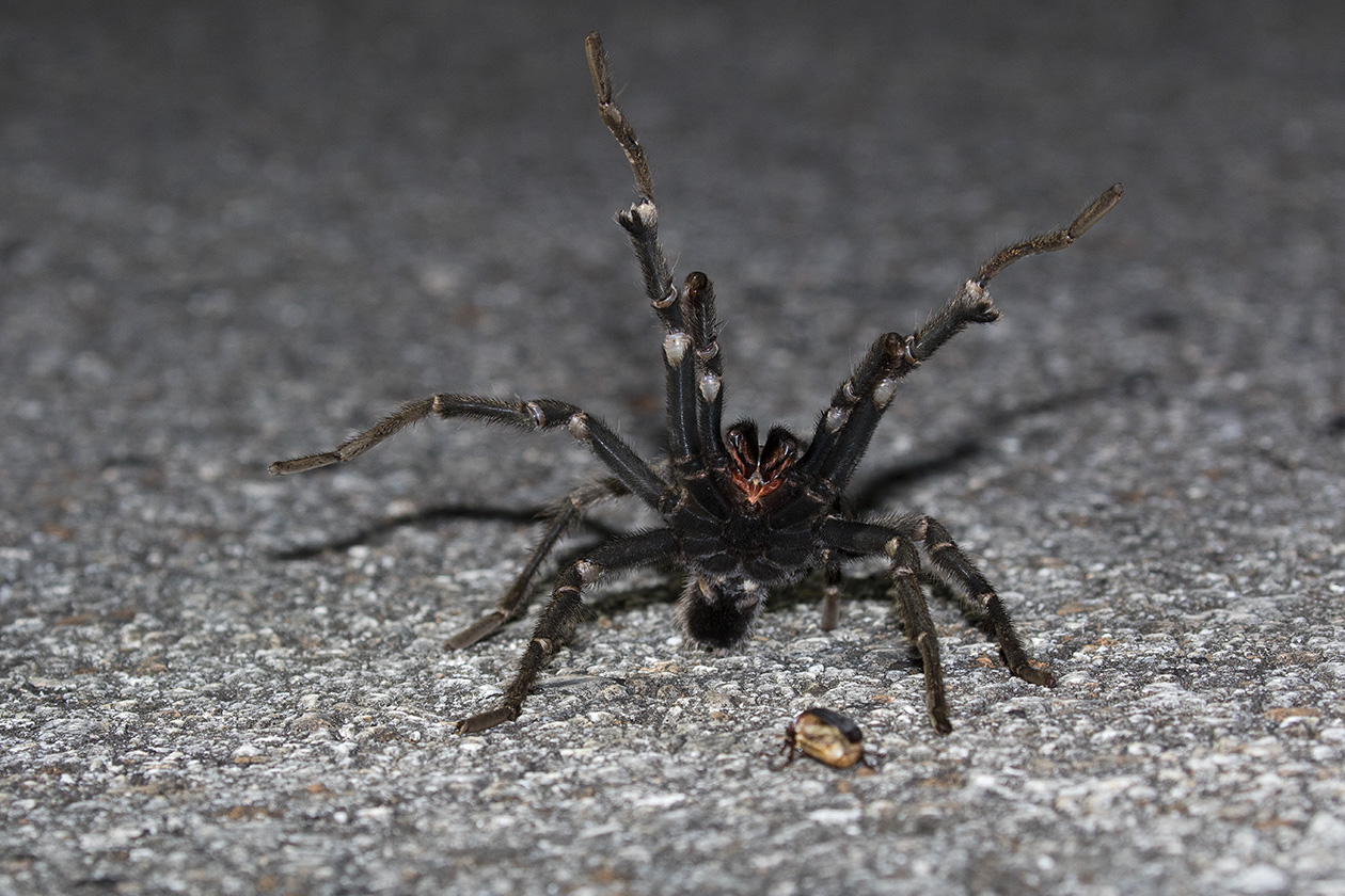 Hispaniolan Giant Tarantula