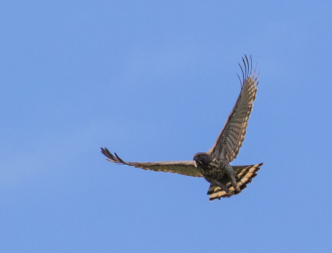 Javan Hawk-eagle, Sulawesi