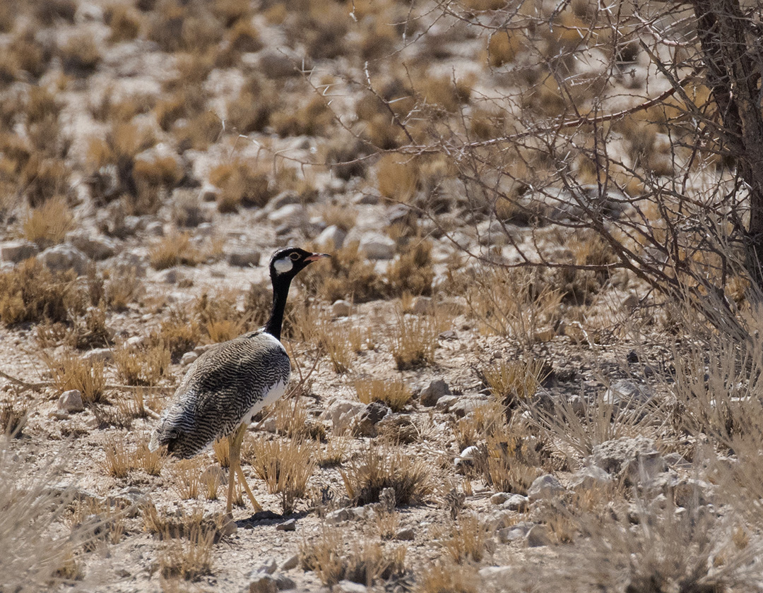 Bustard, White-quilled (AKA Southern Black Korhaan)_Walvis Bay area, Namibia