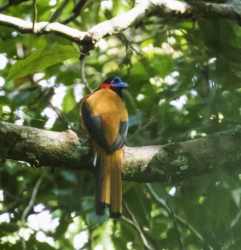 Red-naped Trogon, Java