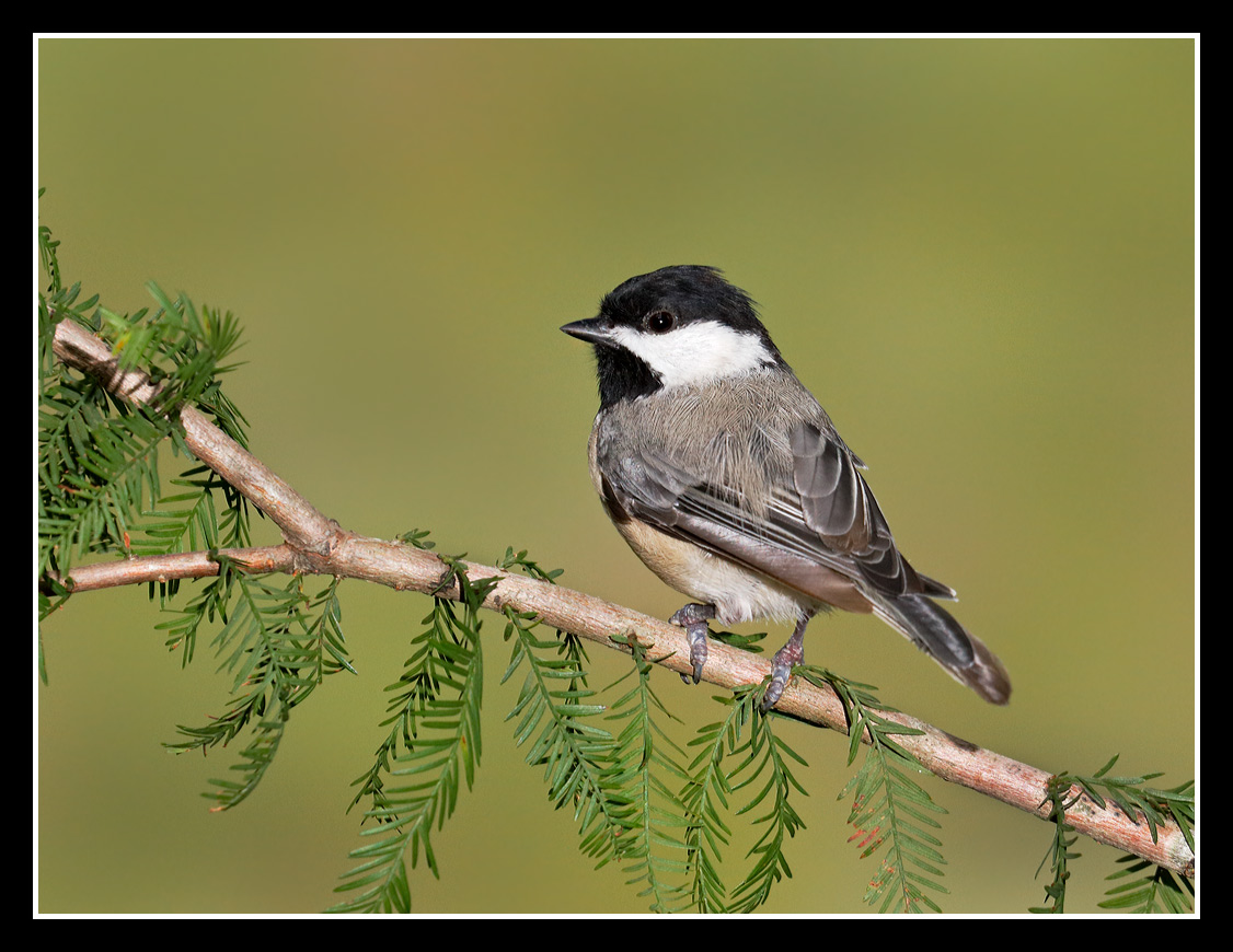 Lilchickadee