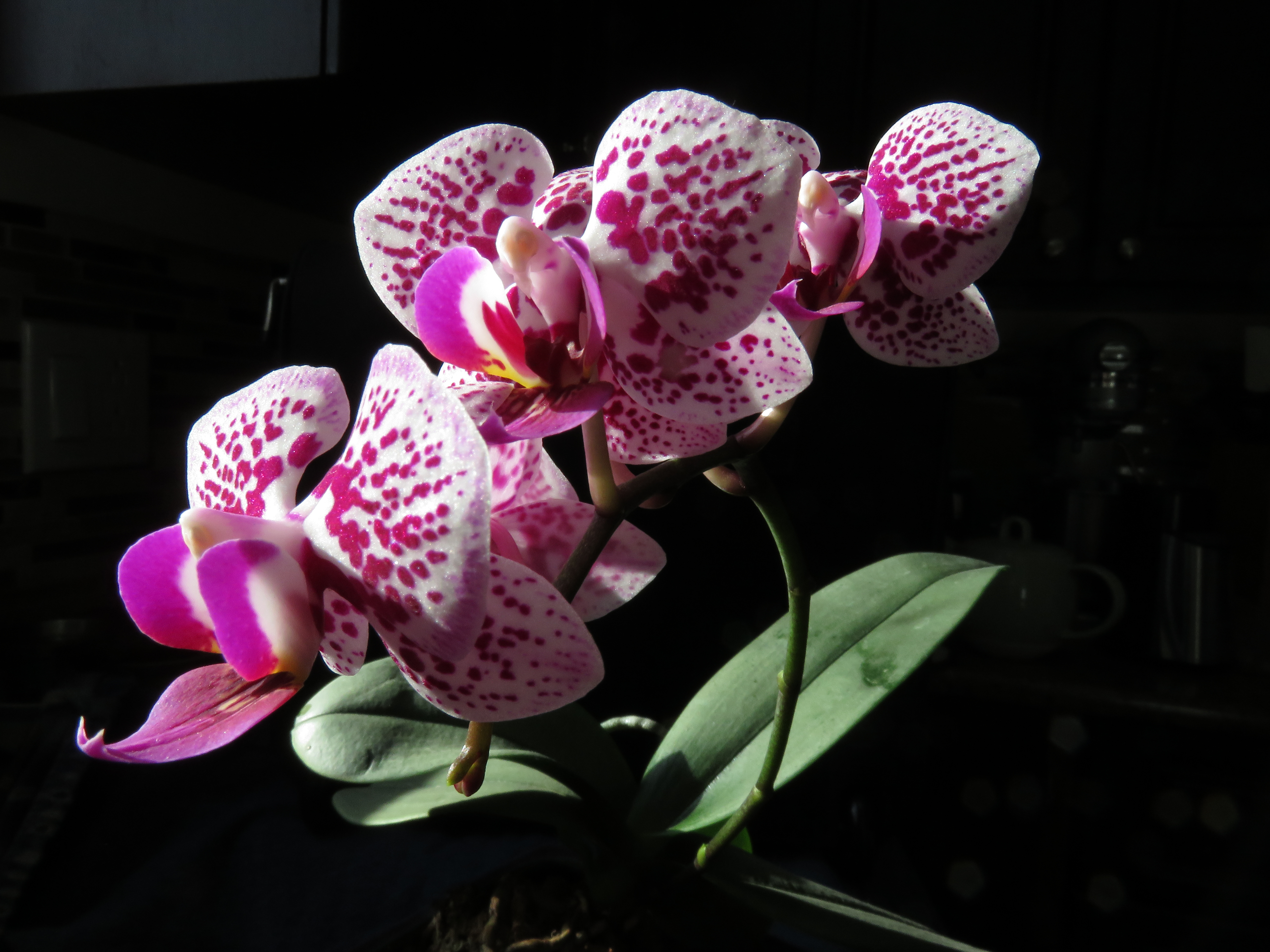 Phalaenopsis sp. second buds