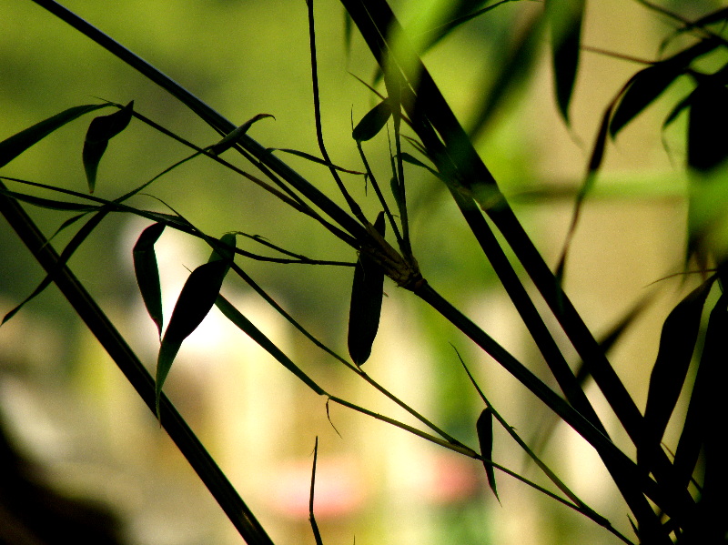 20090523.JPG