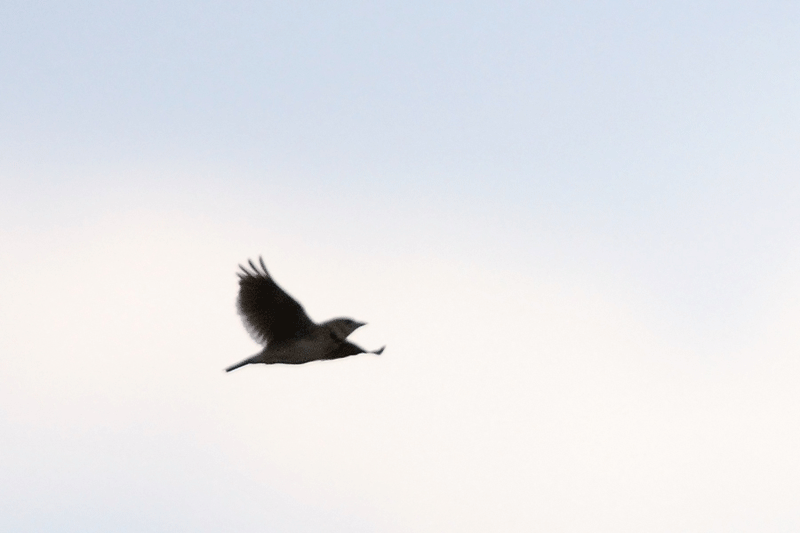 Rare Birds in 2011