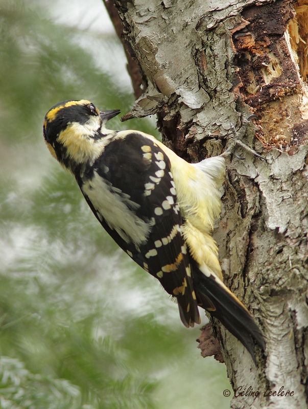 Pic chevelu_5004 - Hairy Woodpecker