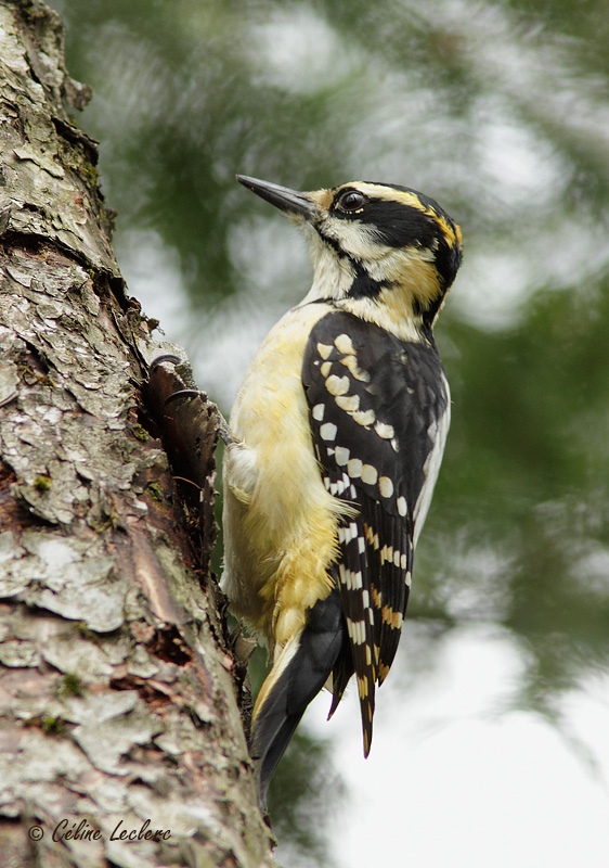 Pic chevelu_5013 - Hairy Woodpecker