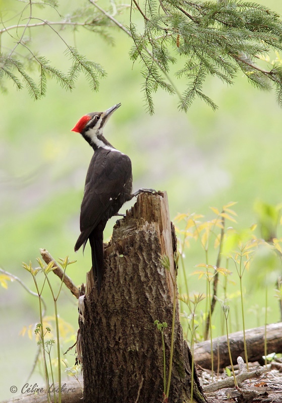 Grand Pic_5084 - Pileated Woodpecker