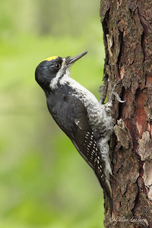 Pic  dos noir_5639 - Black-backed Woodpecker