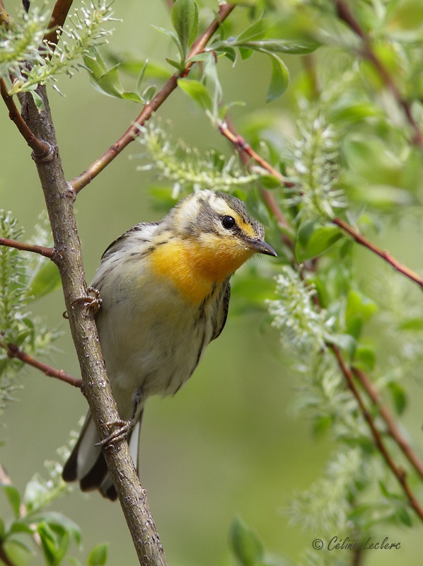 Paruline  gorge orange_4671 - Blackburnian Warbler