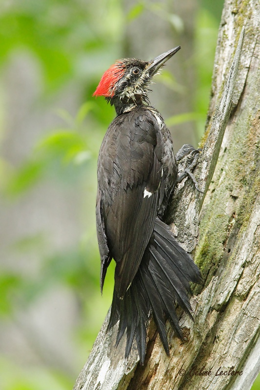 Grand Pic_7471 - Pileated Woodpecker
