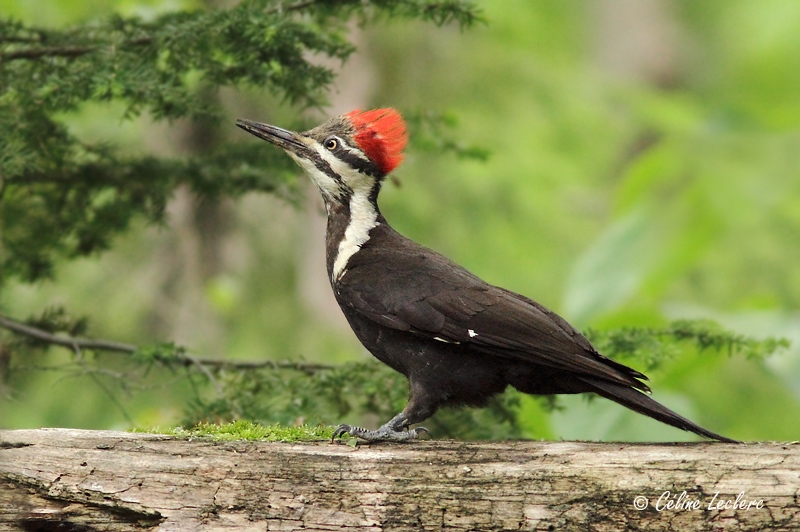 Grand Pic_7395 - Pileated Woodpecker