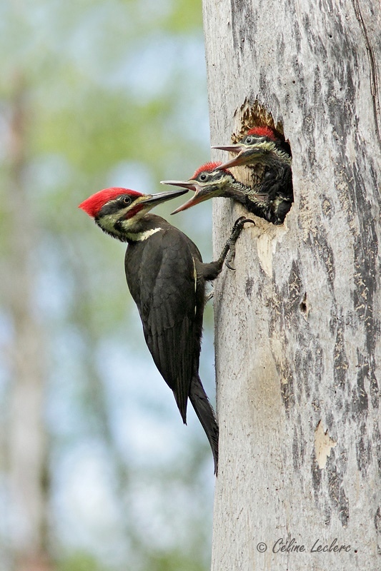 Grand Pic_7370 - Pileated Woodpecker