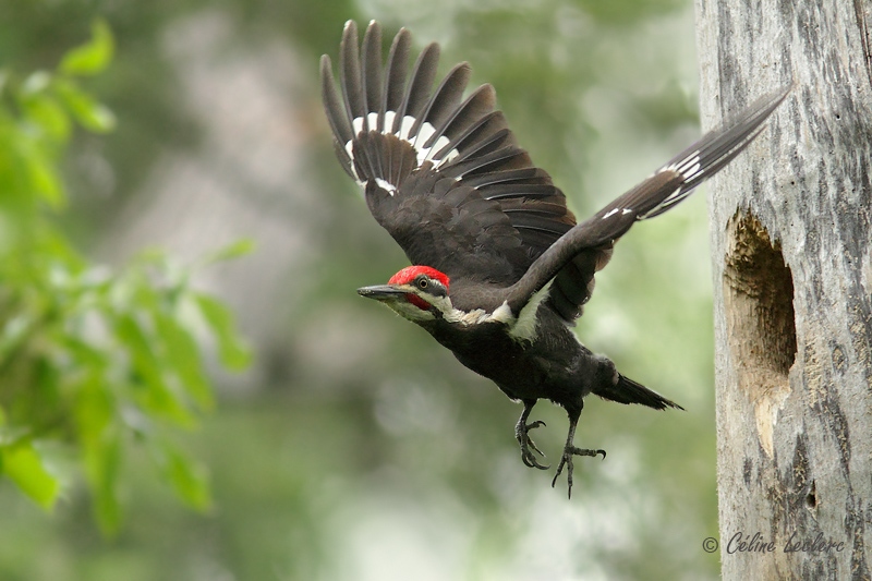 Grand Pic_8405 - Pileated Woodpecker