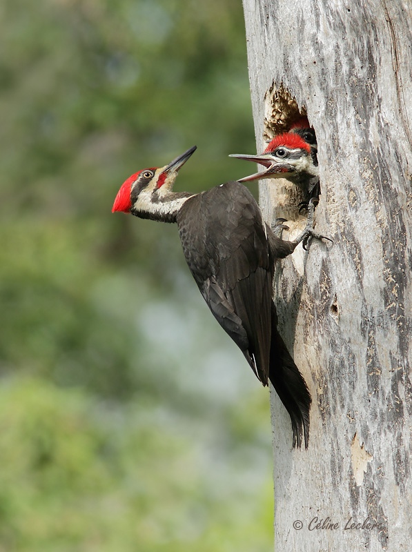 Grand Pic_8473 - Pileated Woodpecker