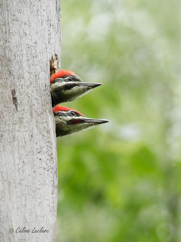Grand Pic (juvnile)_8912 - Pileated Woodpecker young